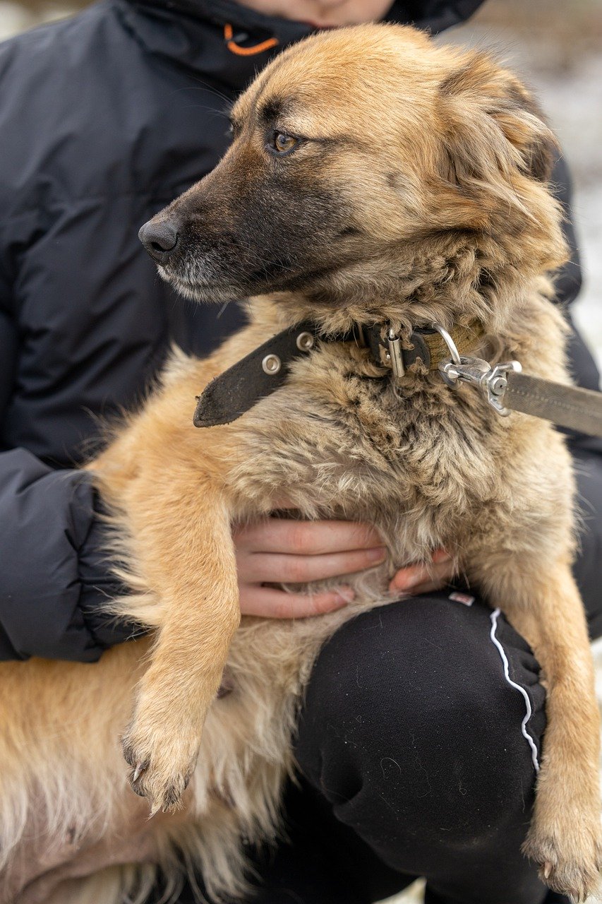 entdecken sie die freude der tieradoption! geben sie einem pelzigen freund ein neues zuhause und erfahren sie bedingungslose liebe. informieren sie sich über unsere adoptierten tiere und helfen sie, leben zu verändern.