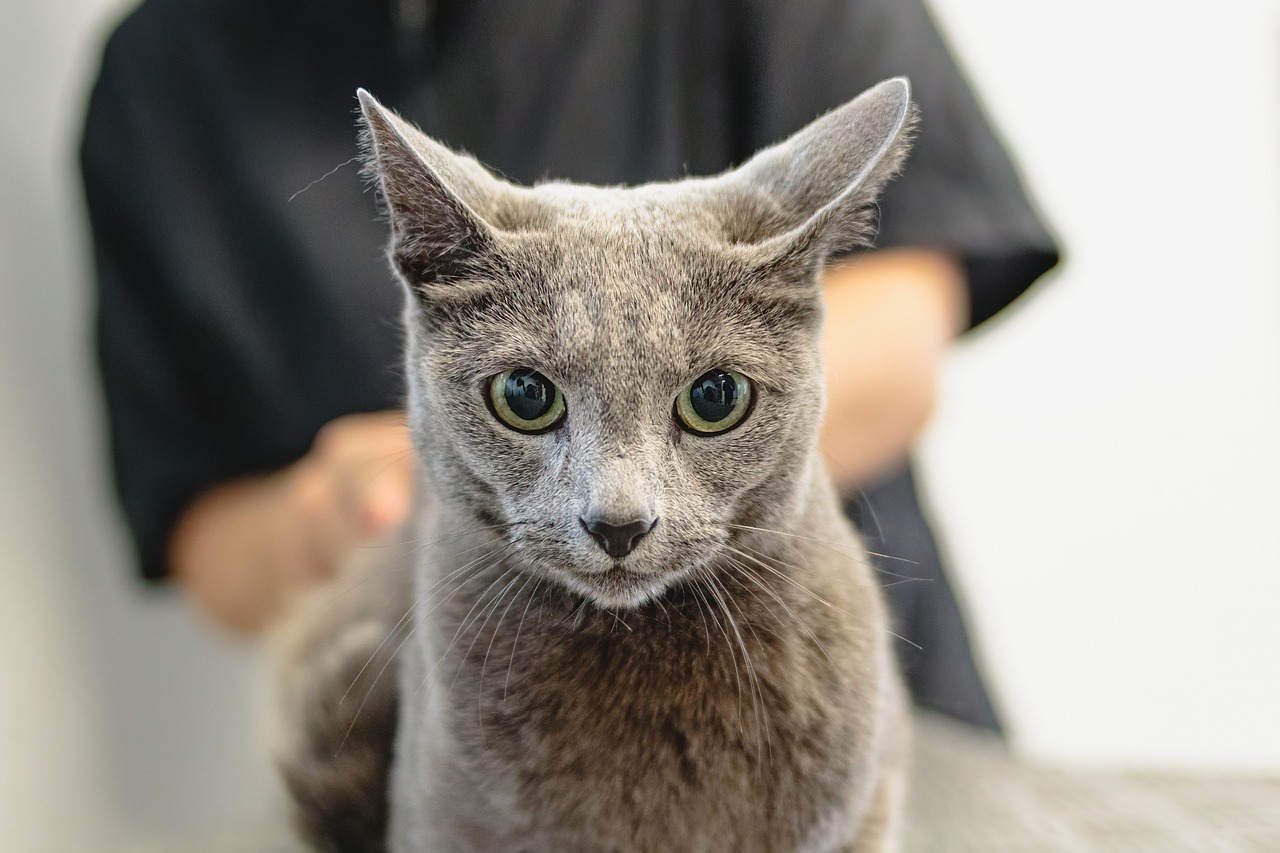 entdecken sie umfassende tipps und ratschläge zur tierpflege, um das wohlbefinden ihres pelzigen freundes zu gewährleisten. von ernährung über gesundheit bis hin zu training – alles, was sie für die richtige pflege ihres haustieres wissen müssen.