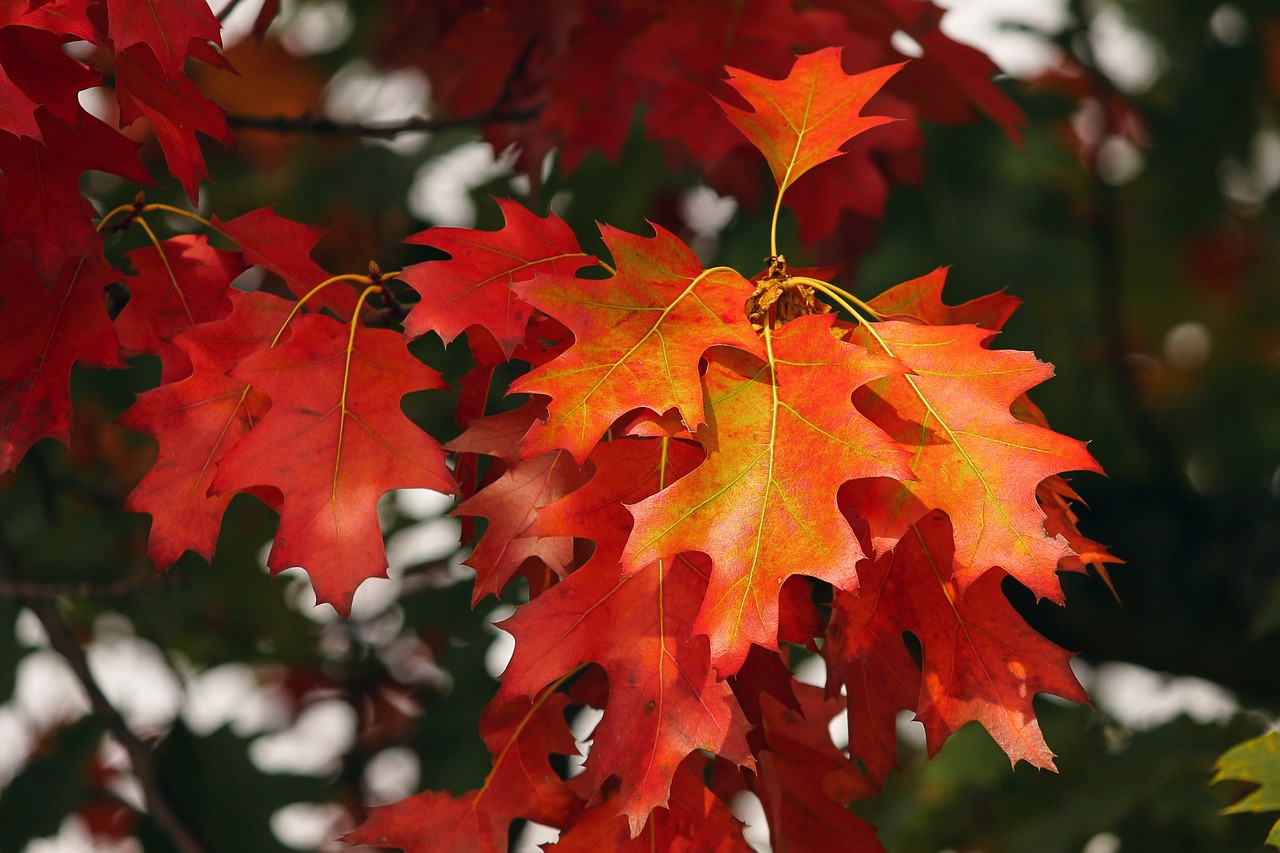 entdecken sie die neuesten modetrends für den herbst! von warmen farben über stylische schichten bis hin zu angesagten accessoires – verpassen sie nicht die must-haves dieser saison, die ihren look perfekt machen.