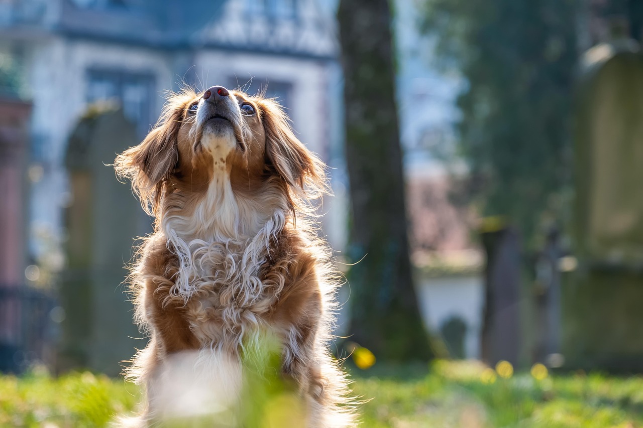 Hundeernährung: Was Sie über die richtige Fütterung Ihres Hundes wissen sollten